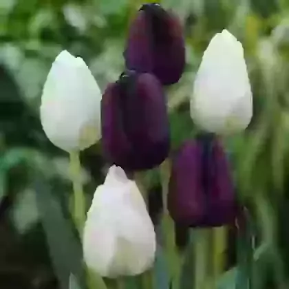 Two Tone Mixture